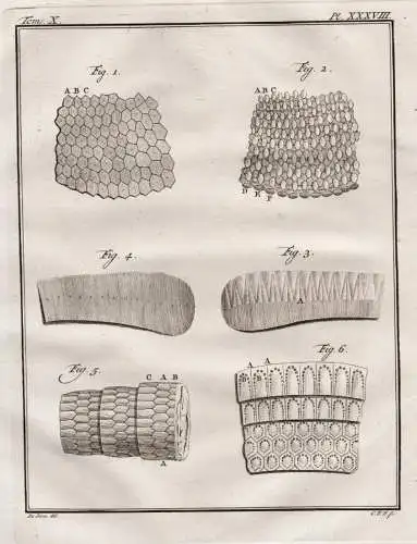 Pl. XXXVIII. - armadillo Gürteltier / skin Haut / Tiere animals animaux / animal Anatomie anatomy