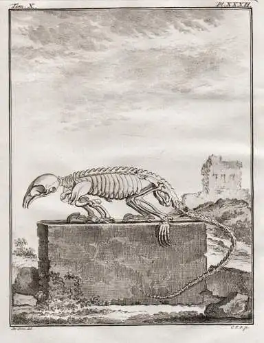 Pl. XXXII - Le Fourmilier Ameisenbären Ameisenbär Anteater / Skelett skeleton / Tiere animals animaux
