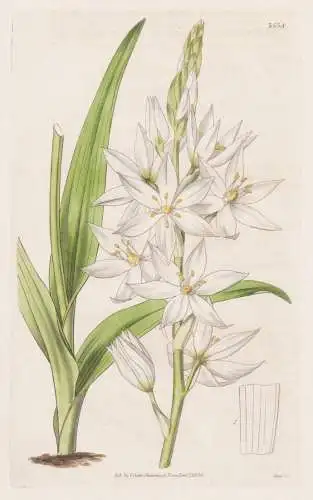 Ornithogalum Conicum. Pure-White- Flowered Star of Bethlehem. Tab. 3538 - South Africa / Pflanze Planzen plant