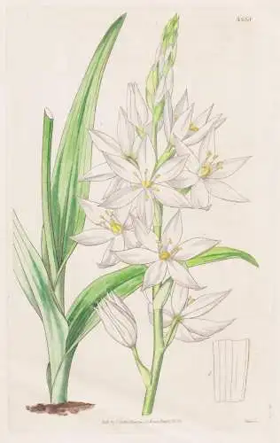 Ornithogalum Conicum. Pure-White- Flowered Star of Bethlehem. Tab. 3538 - South Africa / Pflanze Planzen plant