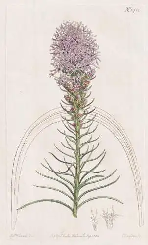 (Liatris spicata. Spiked liatris. Tab. 1411) - Prachtscharte dense blazing star / Pflanze plant / flower flowe