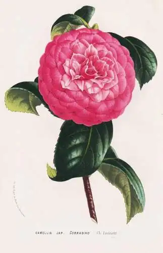 Camellia Jap. Corradino - Kamelie / flowers Blumen flower Blume / Botanik Botanical Botany