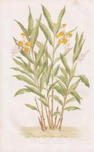 Alpinia nutans - Schalenblume Zwergkardamom shellflower dwarf cardamom China / Pflanze Planzen plant plants /