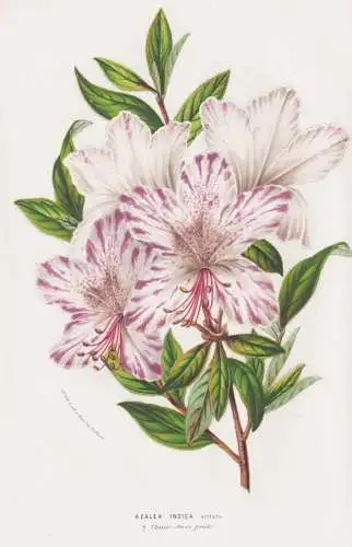Azalea Indica vittata - Azalea China Rhododendron / flowers Blumen Blume flower / botanical Botanik Botanical