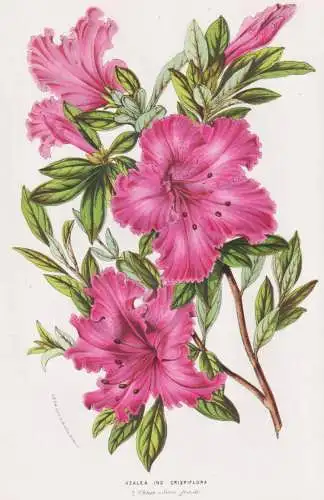 Azalea Ind. Crispiflora - Azalea Rhododendron China / flowers Blumen Blume flower botanical Botanik Botanical