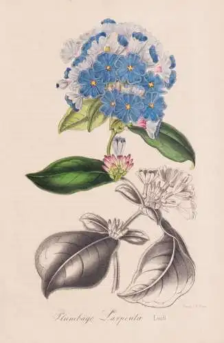 Plumbago Larpentae - hardy blue-flowered leadwort Chinesischer Bleiwurz / China / Blume flower Blume / botanic