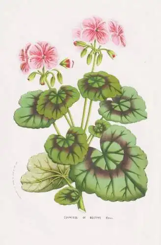 Countess of Bective - Geranie geraniums Pelargonie / Blume flower Blume / botanical Botanik Botanical Botany