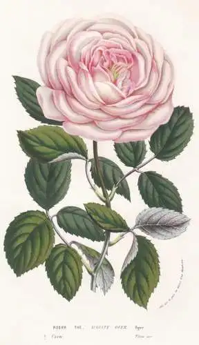 Rosier the Auguste Oger - Rose Roses Blume flower flowers Blume Botanik botanical botany