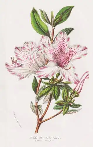 Azalea Ind. Vittata Punctata - Azalea China Rhododendron / flowers Blumen Blume flower / botanical Botanik Bot