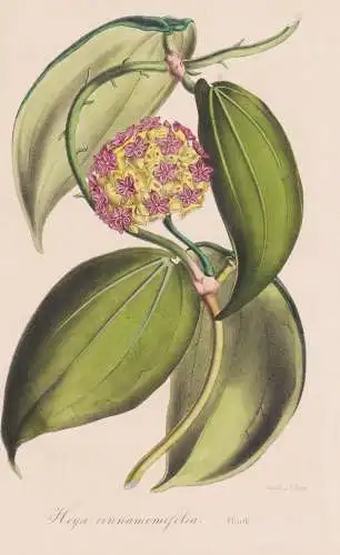 Hoya Cinnamomifolia - Java / flowers Blume Blumen / botanical Botanik Botanical Botany