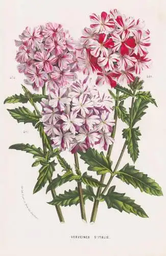 Verveines d'Italie - Eisenkraut Vervain Verbena / Italia Italy / flowers Blumen / Botanik Botanical Botany