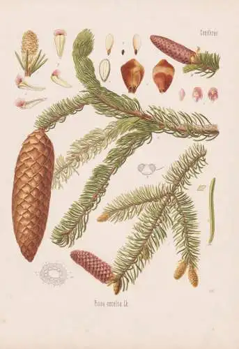 Picea excelsa - Fichte spruce Rottanne / Baum tree / Arzneipflanze Arznei medicine Heilpflanzen Heilpflanze /