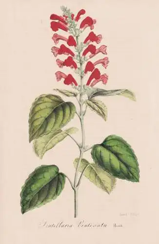 Scutellaria Ventenatii - Colombia Kolumbien / flower flowers Blume Blumen / Botanik Botanical Botany
