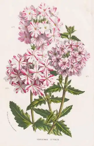 Verveines d'Italie - Vervain Eisenkraut Verbena / Italia Italy / flowers Blumen / Botanik Botanical Botany