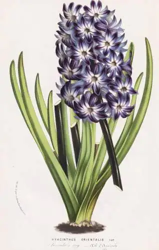 Hyacinthus Orientalis - Hyazinthen hyacinths Hyacinth / Flower flowers Blume Blumen / Botanik Botanical Botany