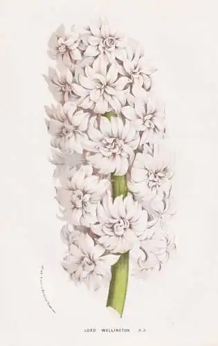 Lord Wellington - Hyazinthen hyacinths Hyacinth Hyacinthus / Flower flowers Blume Blumen / Botanik Botanical B