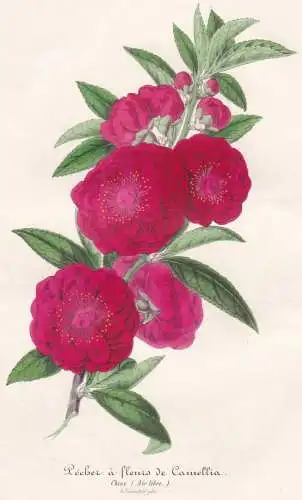 Pecher a fleurs de Camellia - Camellia Kamelie / China / flower Blume flowers Bumen botanical Botanik Botanica