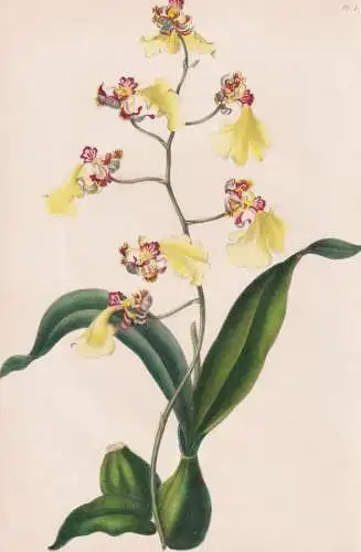 (Oncidium Gallopavinum) - orchid Orchidee / Guatemala / flower flowers Blumen / botanical Botanik Botany