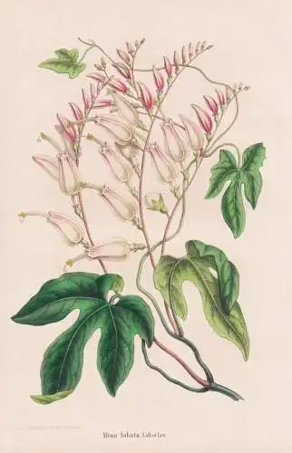 Mina lobata. - Mexico Central America Mexiko / Blumen flower Blume / botanical Botanik Botany