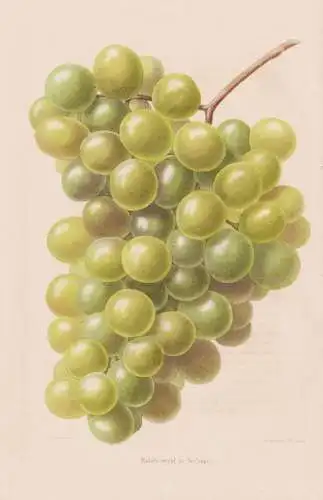 Raisin royal de DeCraen - Trauben Weintrauben grapes / Obst fruit / Pomologie pomology / flower flowers Blumen