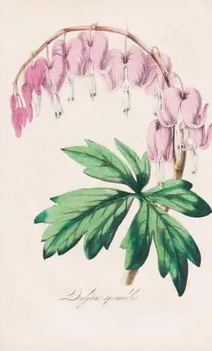Dielytra Spectabilis - Tränendes Herz bleeding heart / China / Pflanze Planzen plant plants / flower flowers