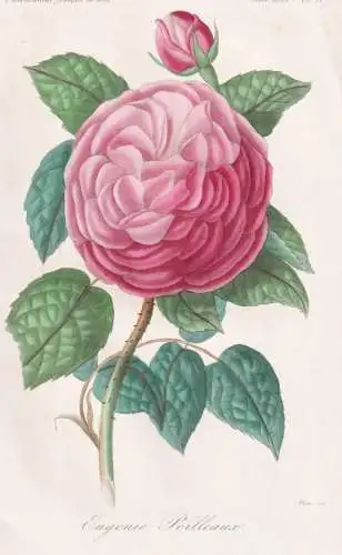 Eugenie Poilleaux - Rose roses Rosen / Pflanze Planzen plant plants / flower flowers Blume Blumen / botanical