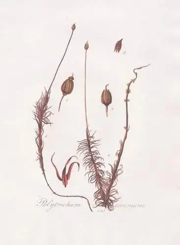 Polytrichum commune. 635 - Frauenhaarmoos Widertonmoos Moos Moose hair moss / Pflanze plant / botanical Botani