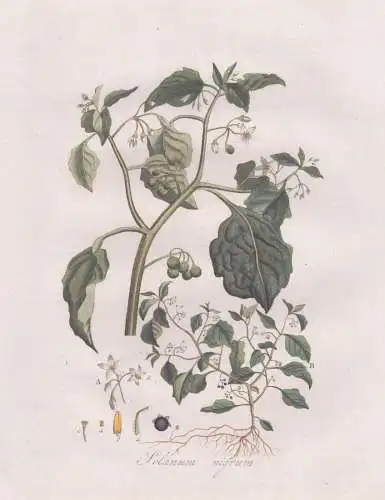 Solanum nigrum - Schwarzer Nachtschatten black nightshade / Pflanze plant / botanical Botanik botany / Flora B