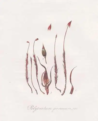 Polytrichum formosum. 634 - Frauenhaarmoos Widertonmoos Moos Moose hair moss / Pflanze plant / botanical Botan