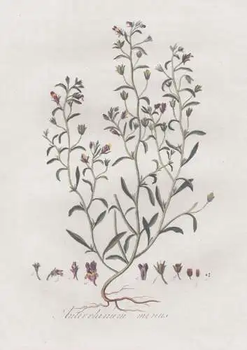 Antirrhinum minus - Löwenmäulchen dragon flower / Pflanze plant / botanical Botanik botany / Flora Batava