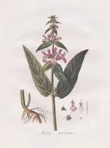 Stachys palustris - Sumpf-Ziest marsh woundwort / Pflanze plant / botanical Botanik botany / Flora Batava