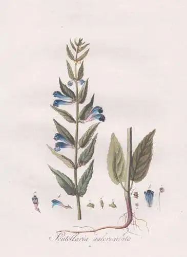 Scutellaria galericulata - Helmkraut skullcap / Pflanze plant / botanical Botanik botany / Flora Batava