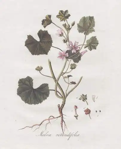 Malva Rotundifolia - Kleinblütige Malve small mallow / Pflanze plant / botanical Botanik botany / Flora Batav