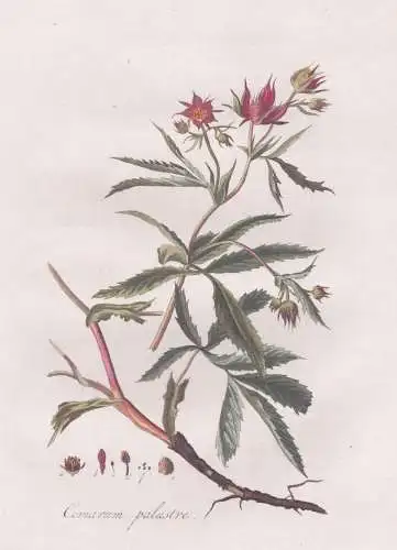 Comarum palustre - Sumpf-Blutauge marsh cinquefoil / Pflanze plant / botanical Botanik botany / Flora Batava