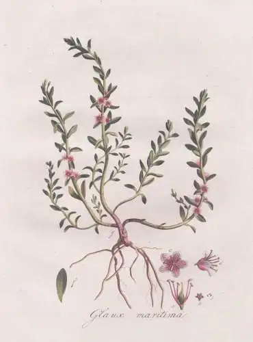 Glaux maritima - Strand-Milchkraut sea milkwort / Pflanze plant / botanical Botanik botany / Flora Batava