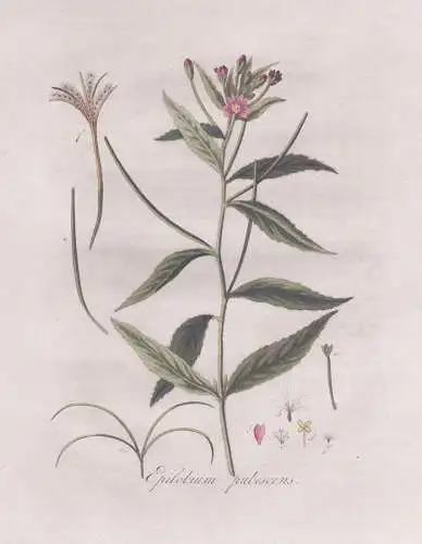 Epilobium pubescens - Weidenröschen willowherbs / Pflanze plant / botanical Botanik botany / Flora Batava