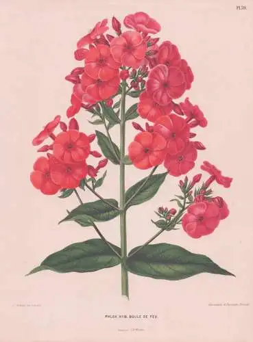 Phlox Hyb. Boule de Feu - Flammenblumen / Pflanze Planzen plant plants / flower flowers Blume Blumen / botanic