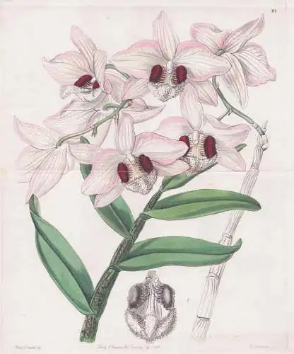 Dendrobium Dalhousieanum - Orchidee orchid / India Indien / flowers Blume flower Botanik botany botanical