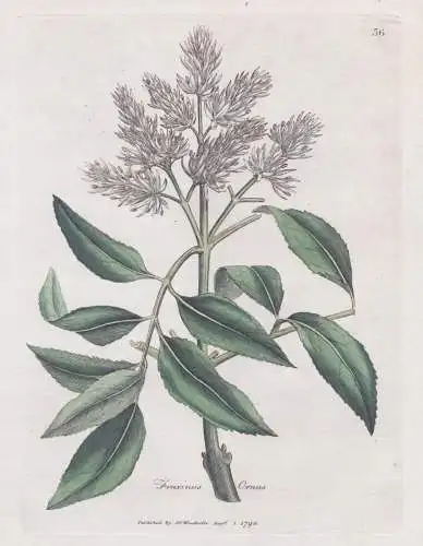 Fraxinus Ornus - Esche Manna-Esche Blumenesche manna ash Schmuckesche / Baum tree / Pflanze plants / flowers B