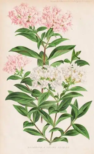 Nouvelles Varietes de Sonerlia - flower Blume Blumen / botanical Botanik Botany / Pflanze plant
