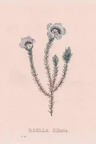 Roella Ciliata - Glockenblume bluebell bellflower / Pflanze plants / flowers Blume flower Blumen / Botanik bot