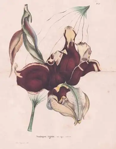 Stanhopea tigrina - Orchidee orchid / Pflanze Planzen plant plants / flower flowers Blume Blumen / botanical B