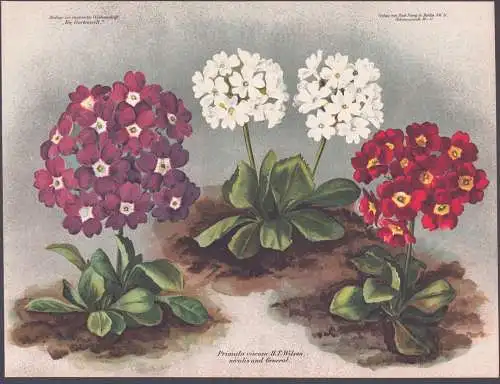 Primula viscosa H.T. Wilson, nivalis und General - Primel Primeln primrose / Pflanze Planzen plant plants / fl