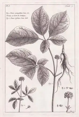 Panax quinquefolium / Ginseng, ou Ninsin des boutiques / Panax trifolium - Ginseng Kraftwurzel / Botanik botan