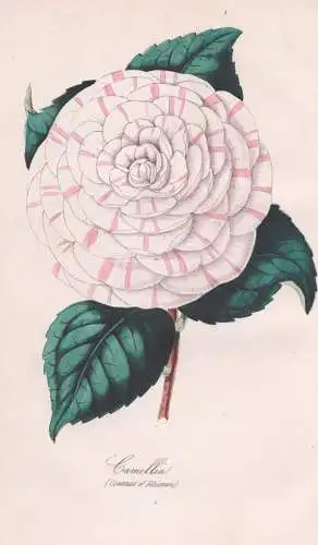 Camellia (Countess of Ellesmere) - Kamelie Kamelien / Pflanze Planzen plant plants / flower flowers Blume Blum