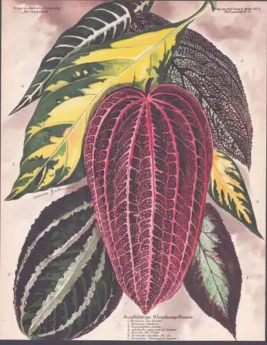 Buntblättrige Warmhauspflanzen / Bertolonia van Houttei / Eriocnema Sanderae / Graptophyllum pictum / Aphelan