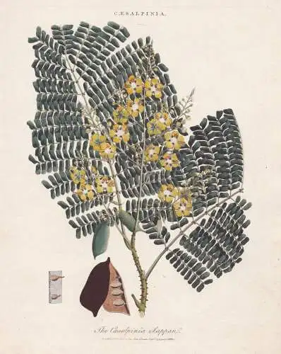Caesalpinia / The Caesalpinia Sappan - sappanwood Indian redwood / Pflanze plants / flowers Blume flower Blume