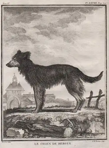 Le Chien de Berger -  Schäferhund Shepherd Alsatian Hund dog Chien Haushund / Tiere animals animaux
