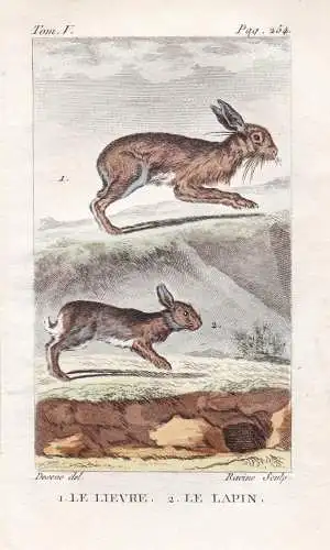 Le Lievre - Le Lapin - Kaninchen bunnies Hasen Lepus Hares rabbits Tiere Tier animals animal animaux