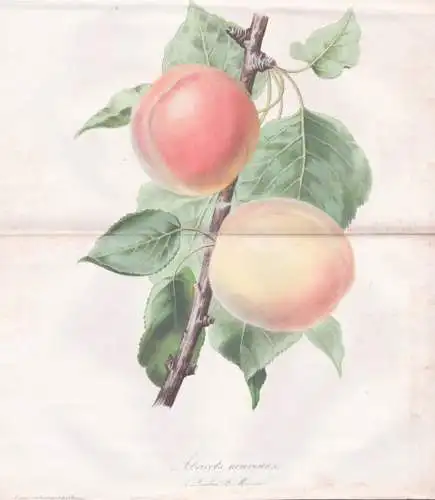 Abricots nouveaux - Aprikose apricot / Obst fruit / Pflanze Planzen plant plants / botanical Botanik botany